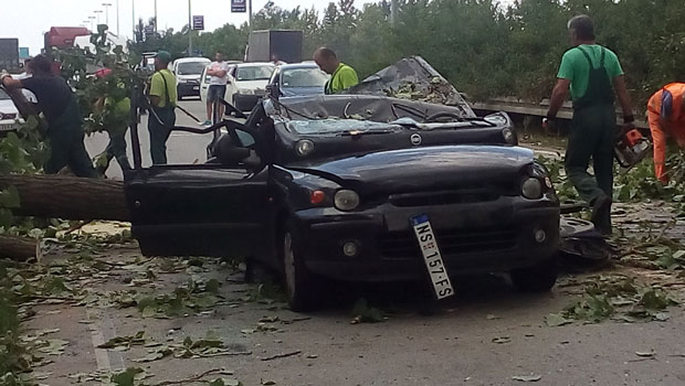 ТРАГЕДИЈА НА ЗРЕЊАНИНСКОМ ПУТУ: Дрво убило ћерку и повредило оца (ФОТО)